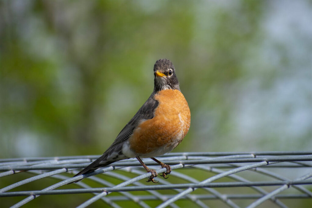 A robin with an orange breast is perched on a wire mesh with a blurred green background.