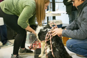 Two people are attending to a black and white dog with a pink leash indoors.