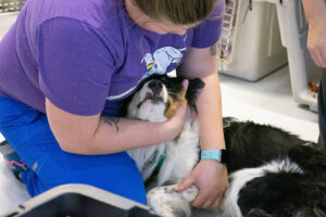 A person in a purple shirt and blue pants is comforting a black and white dog indoors.
