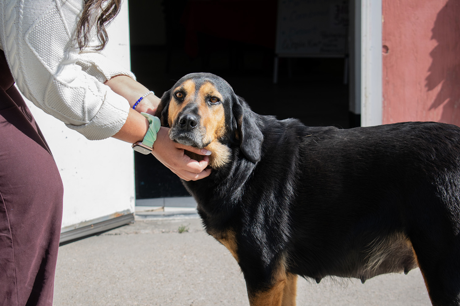 A person gently holds a dog's head, standing outside a building in the sunlight.