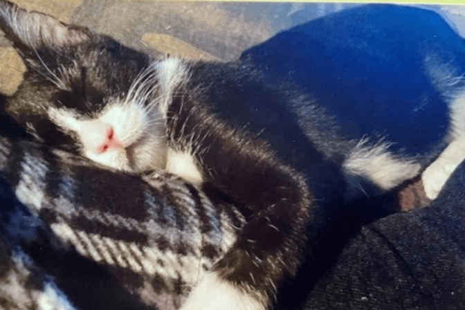 Toasty the Wonder Kitten 