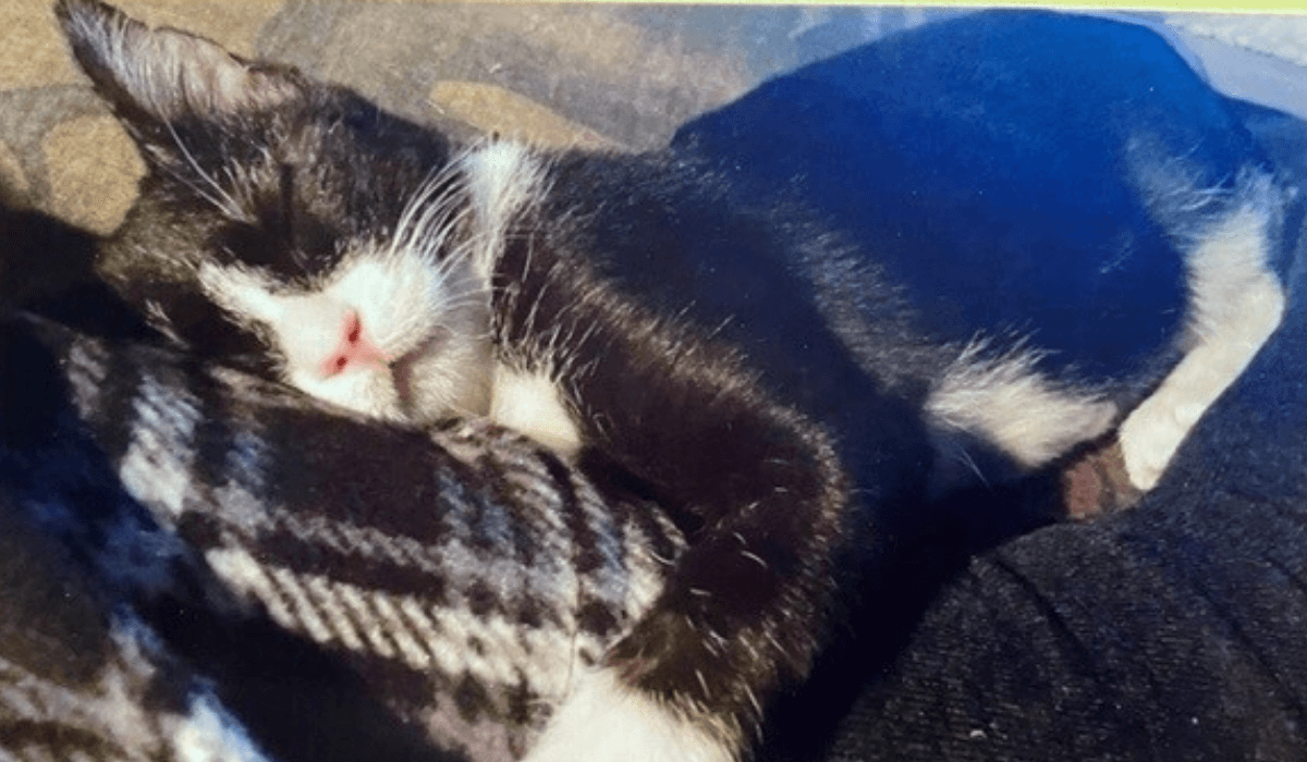 Toasty the Wonder Kitten 